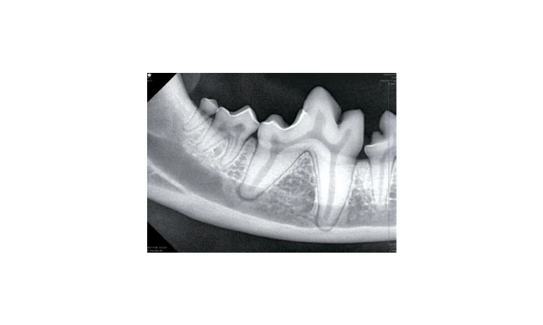 2EzSensorVet-072418-4pages_Page_3_Image_0004