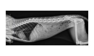 AbdomenRightLateral1of1