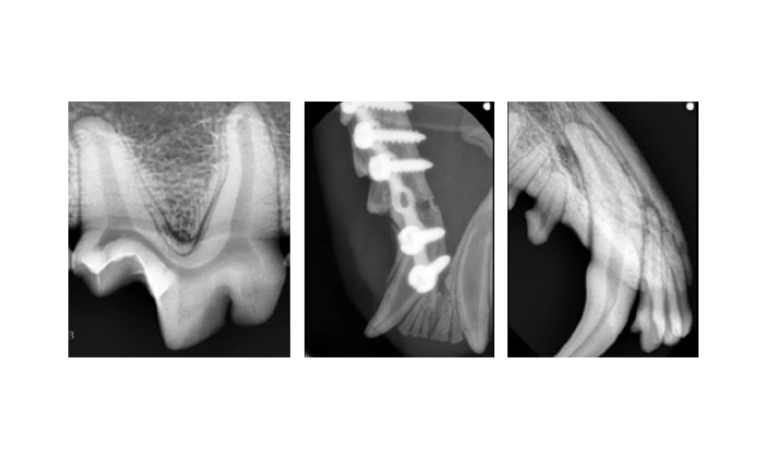 EzSensorVet-072418-4pages_Page_3_Image_0004