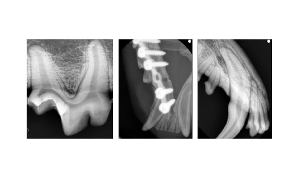 Digital X-Ray Calgary | Medical Imaging Solutions – VUE IT