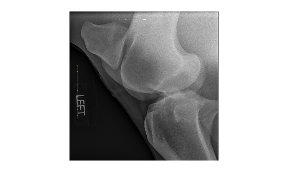 Digital X-Ray Calgary | Small Animal Radiography – VUE IT