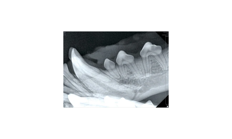 SEzSensorVet-072418-4pages_Page_3_Image_0004