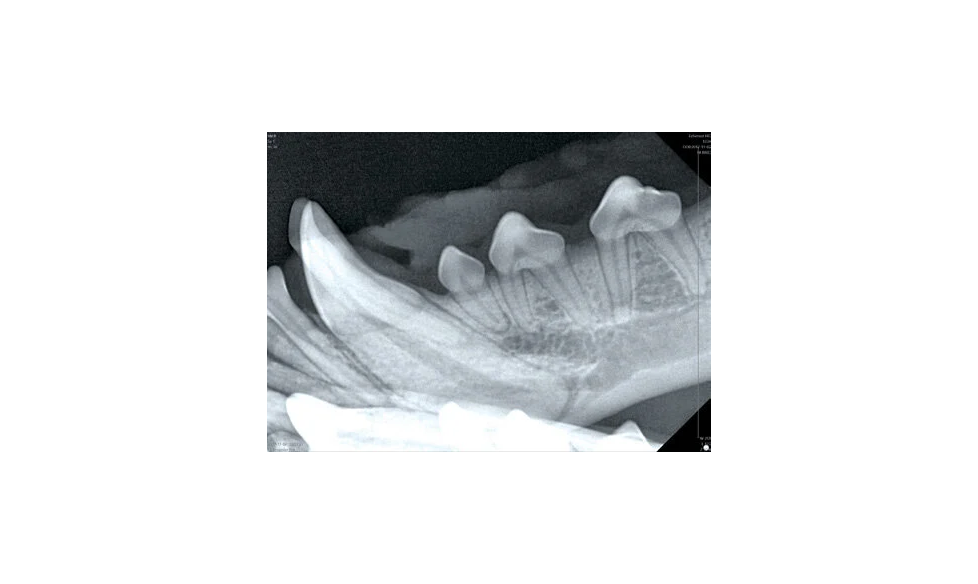 Digital X-Ray Calgary | Medical Imaging Solutions – VUE IT